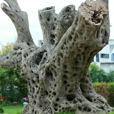 Garden Palace Golem (Tirana)